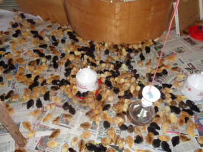 household-economic-stregnthening-through-poultry-keeping-600x400